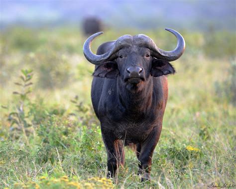 spill big wild buffalo for ekte penger 